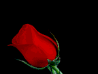 meryem